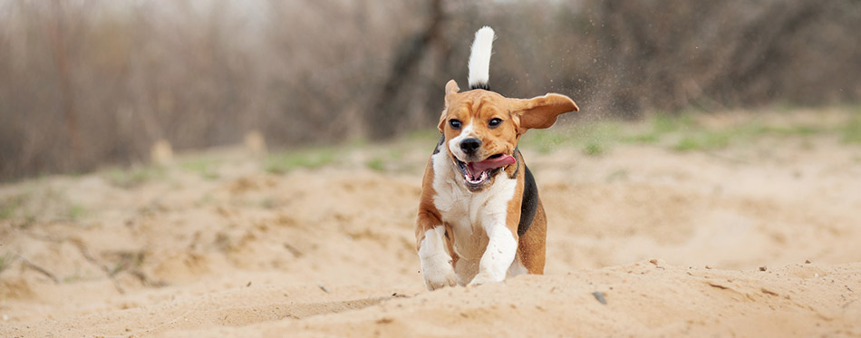 Beagle dog running