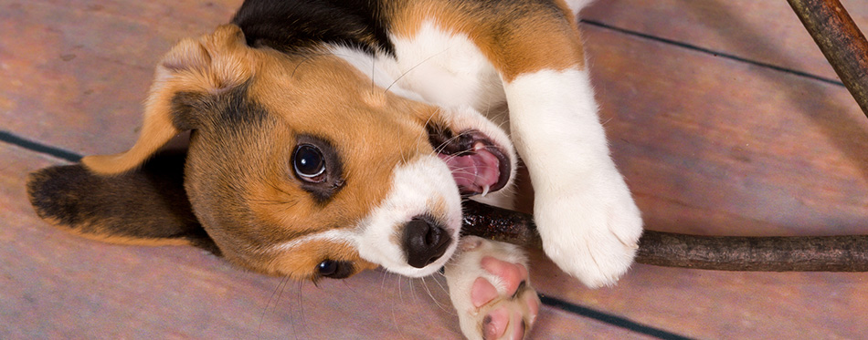 Beagle puppy with stick