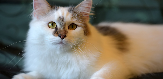 Beautiful white fluffy van cat