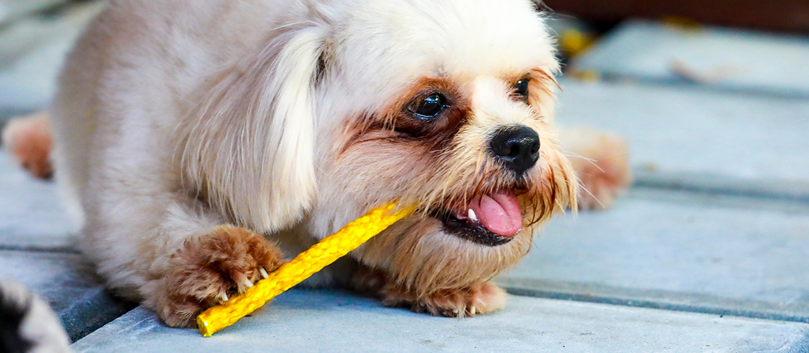 best bully sticks for small dogs