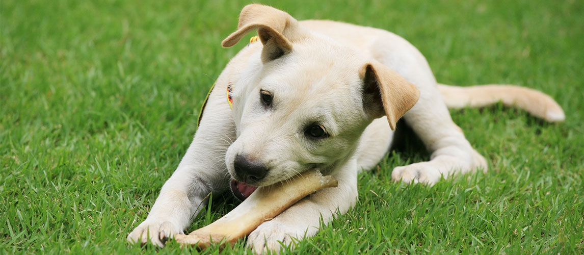 healthiest dog bones