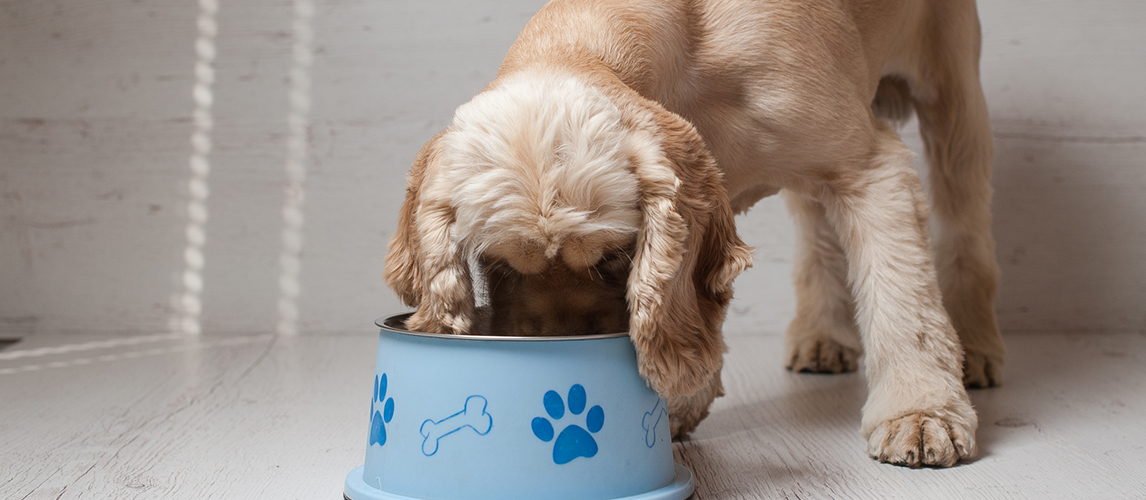 Best-Dog-Food-For-Cocker-Spaniels