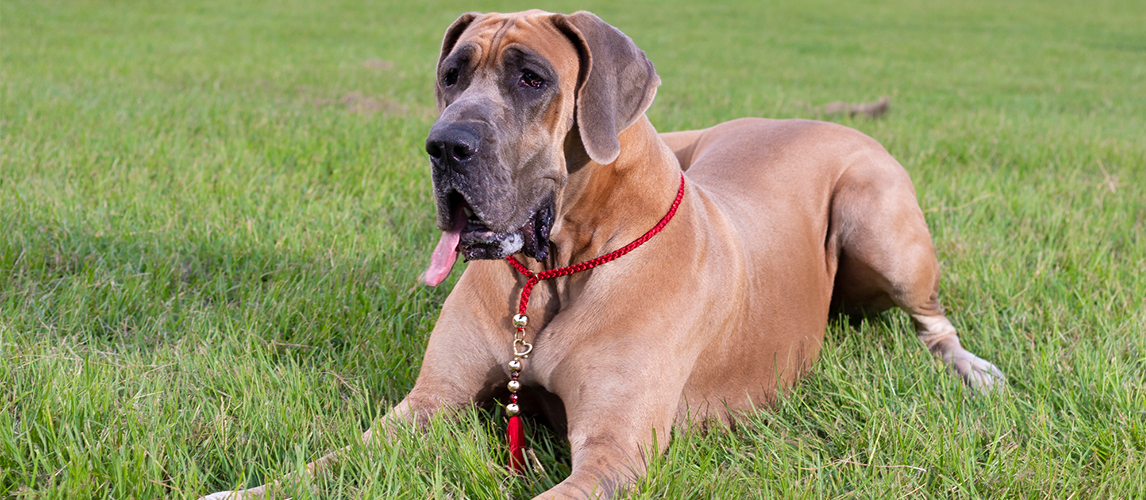 Great Dane Food Chart In India