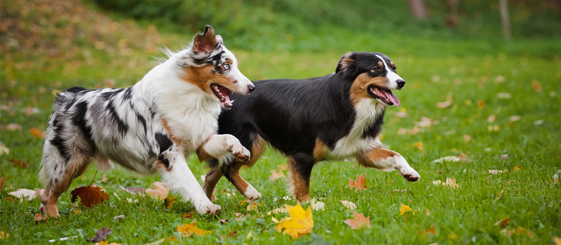 australian shepherd protection dog