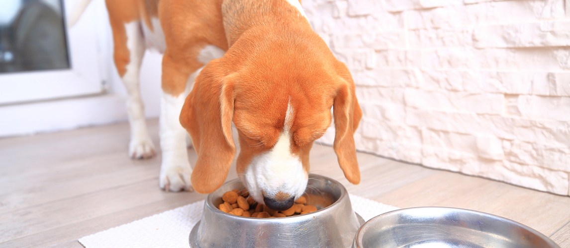 best dog food for hunting beagles