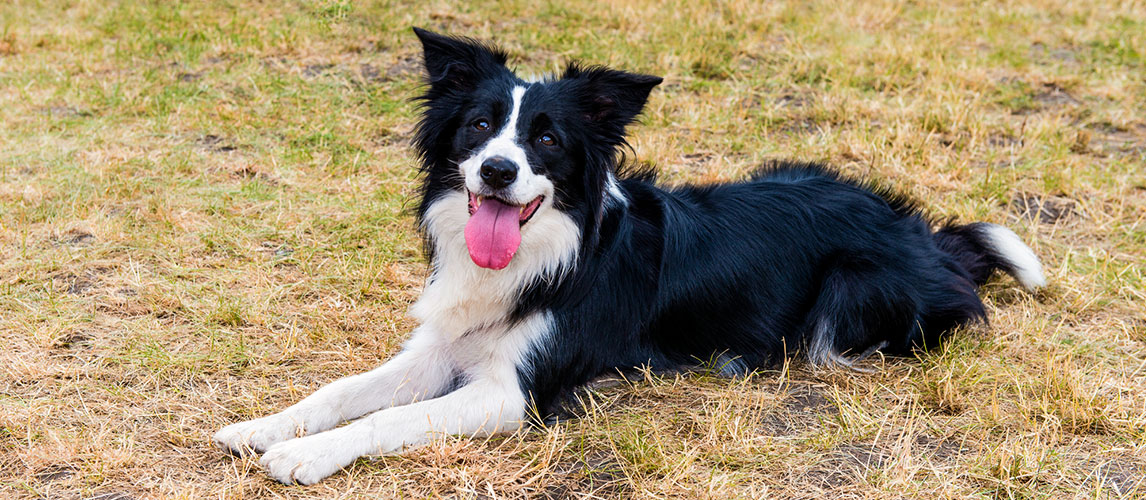 Best-Dog-Food-for-Border-Collies