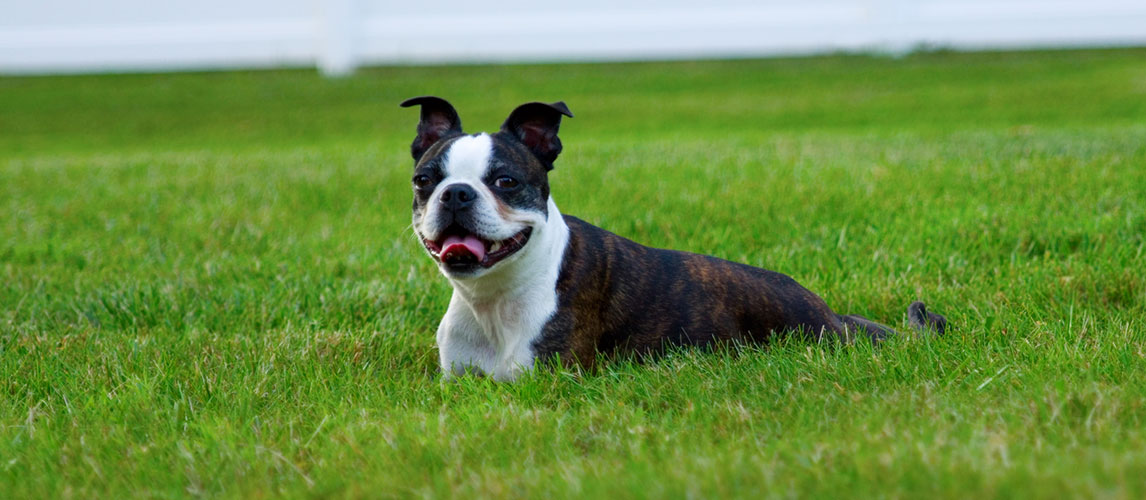 Best-Dog-Food-for-Boston-Terriers