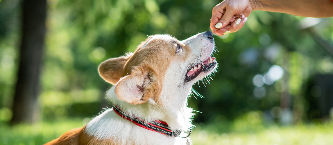 Best-Dog-Food-for-Corgis