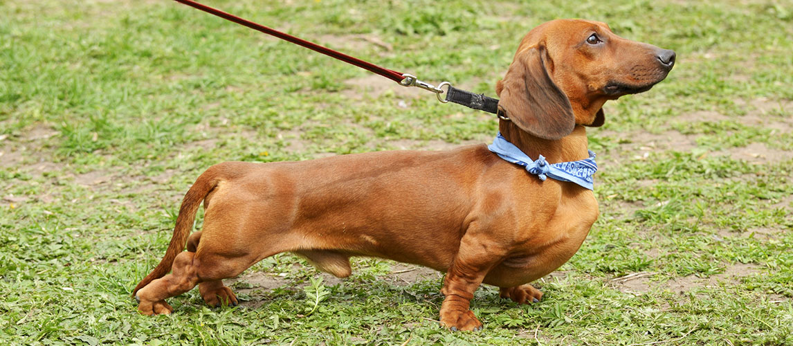 Best-Dog-Food-for-Dachshunds