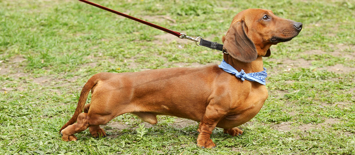 best dog treats for miniature dachshunds