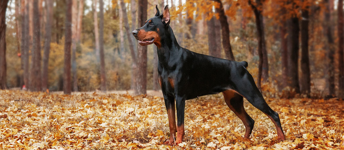 doberman puppy food