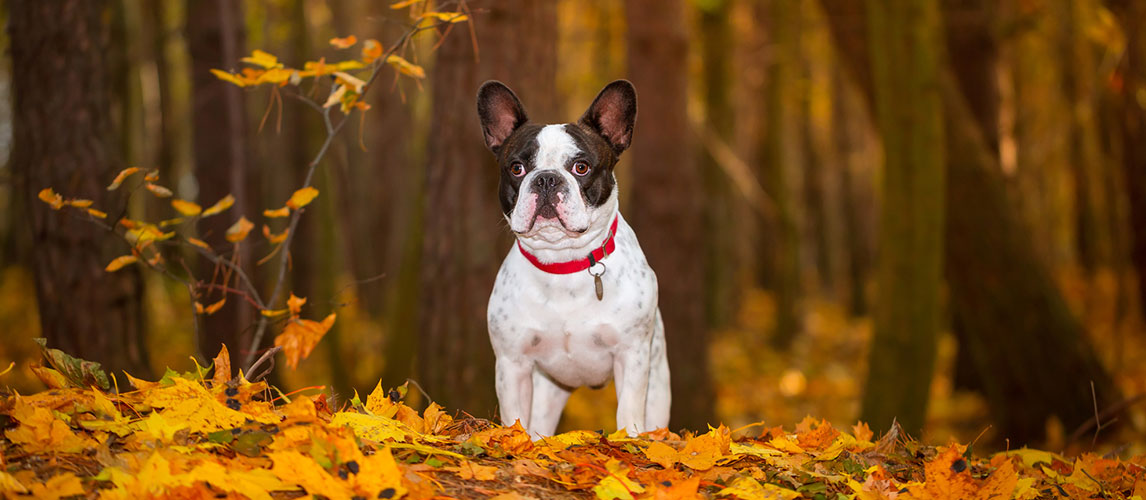 Best-Dog-Food-for-French-Bulldogs