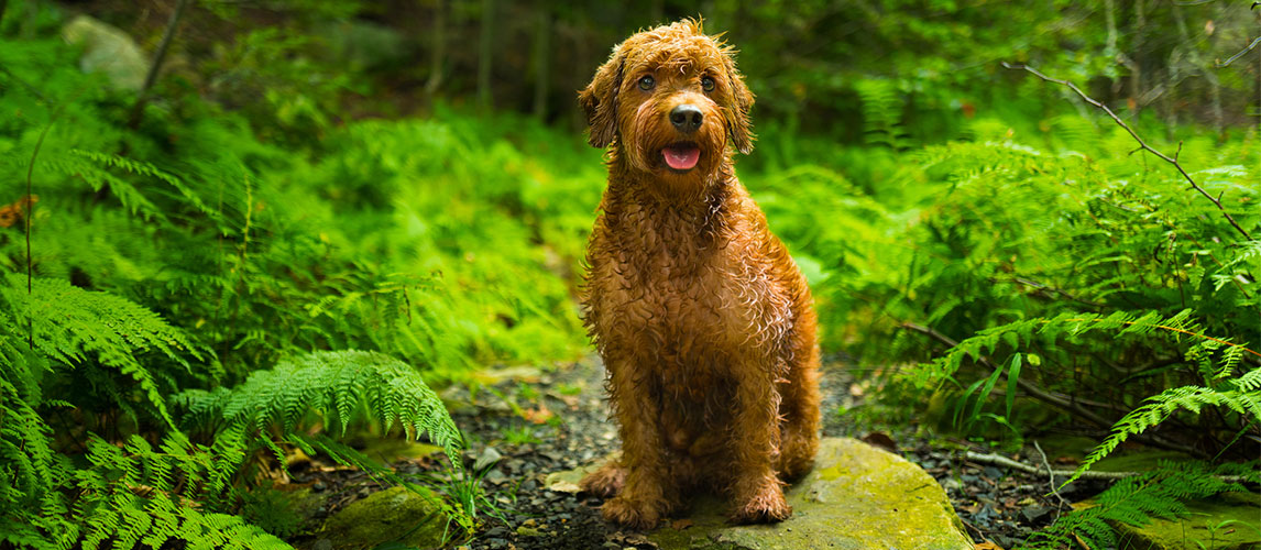 best puppy food for goldendoodle