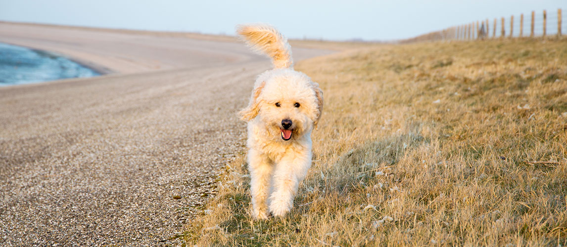 Goldendoodle running outside