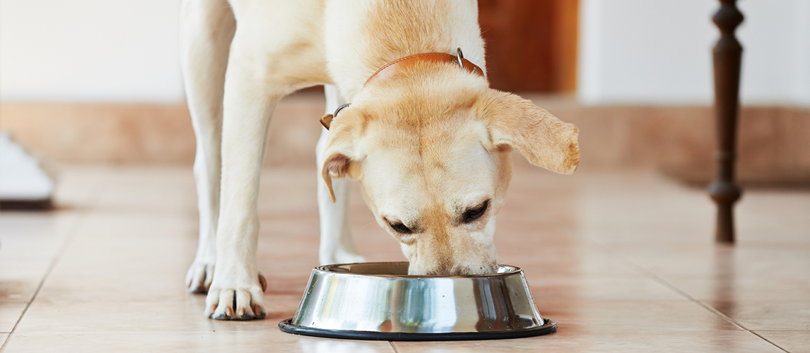 best dog food for adult lab