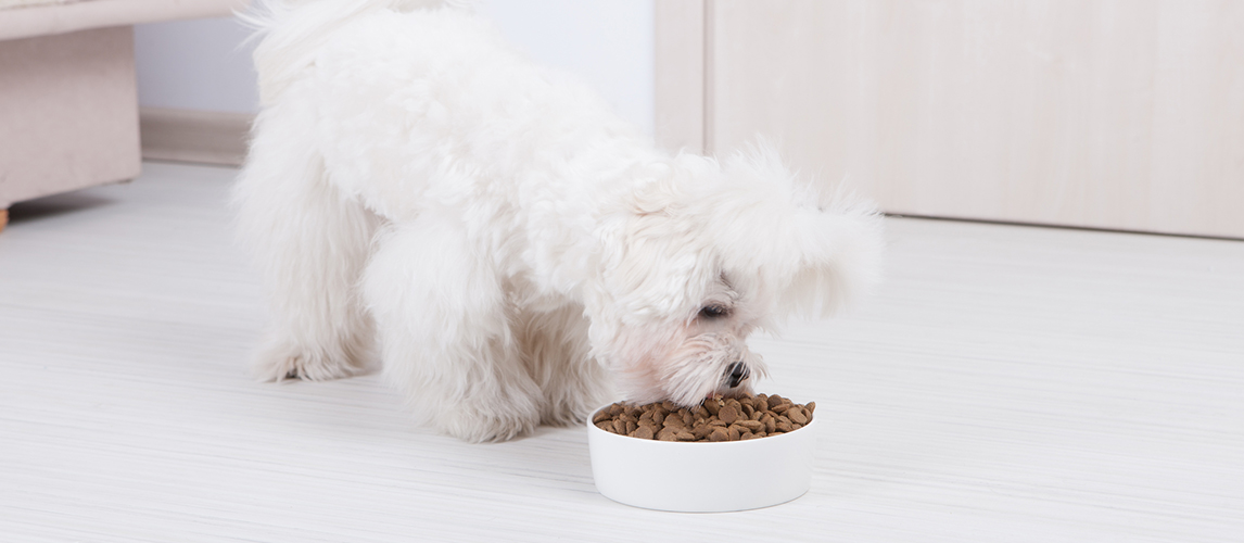 Best-Dog-Food-for-Maltese