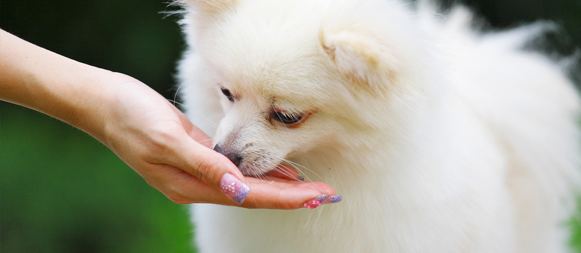 Best-Dog-Food-for-Pomeranians