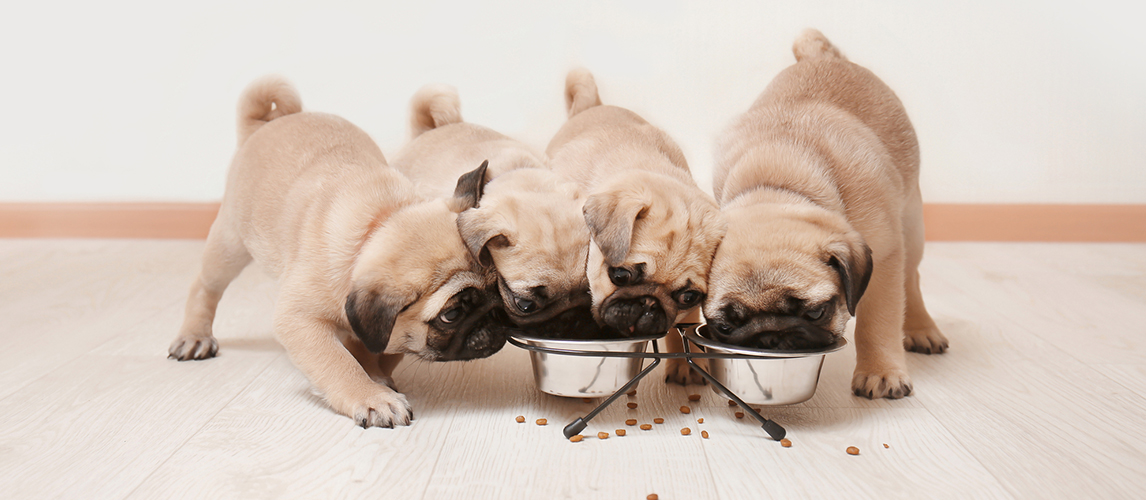 Best-Dog-Food-for-Pugs