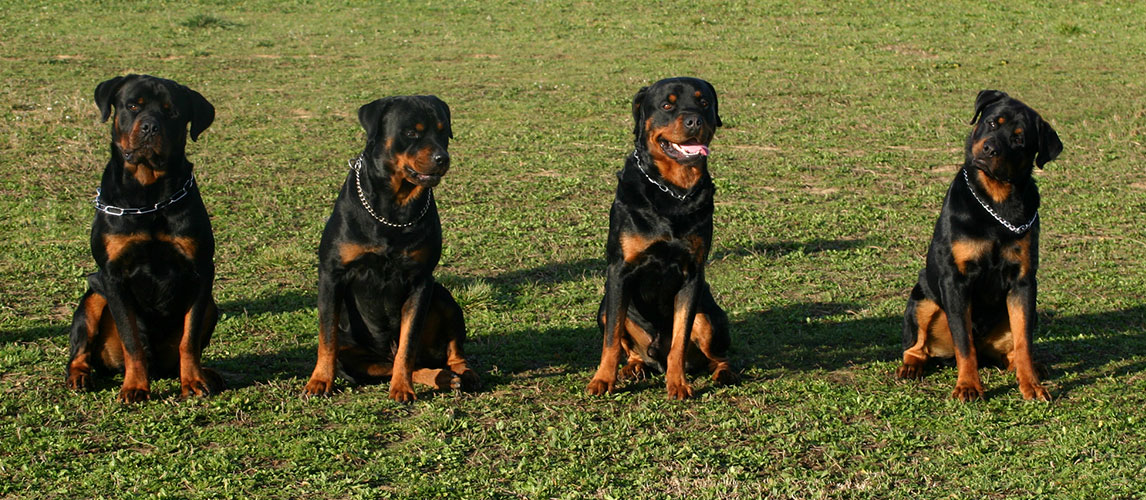 Best-Dog-Food-for-Rottweilers