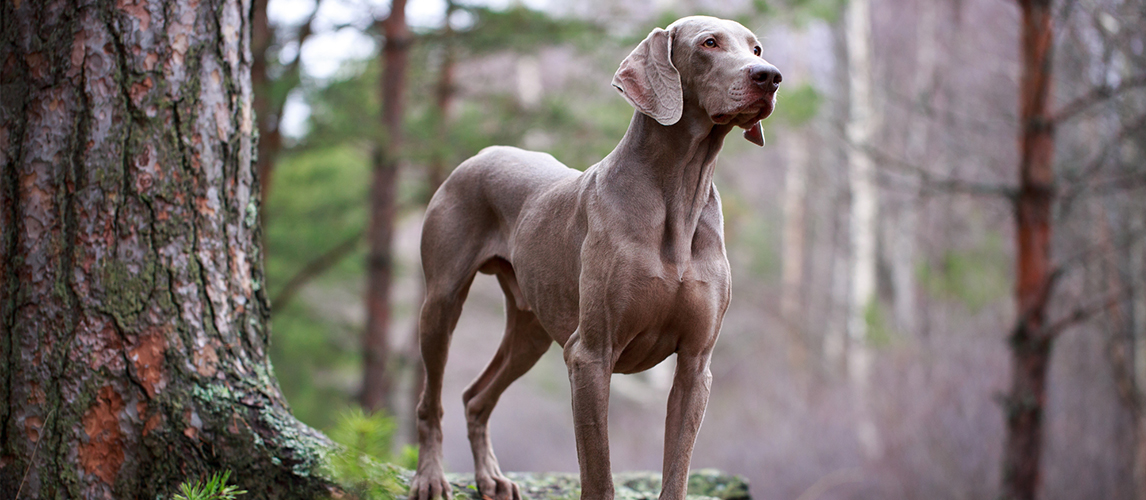 Best-Dog-Foods-for-Weimaraners