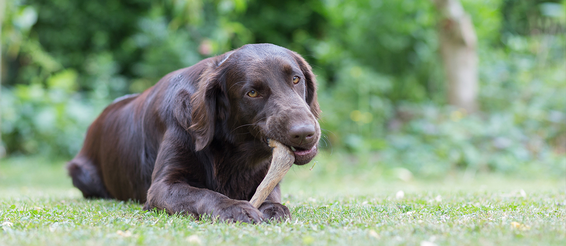 Best-Elk-Antler-Dog-Chews