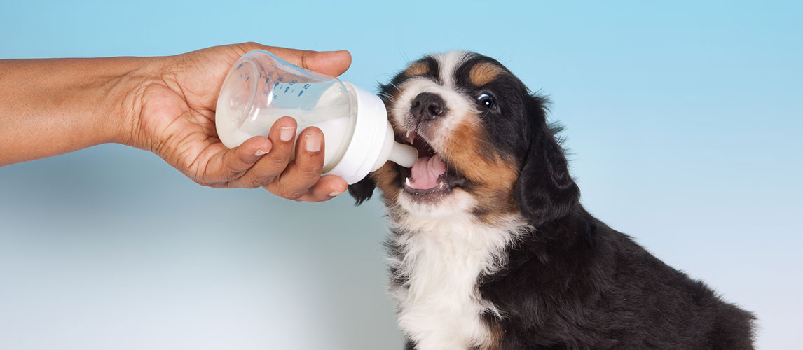 happy dog baby milk probiotic