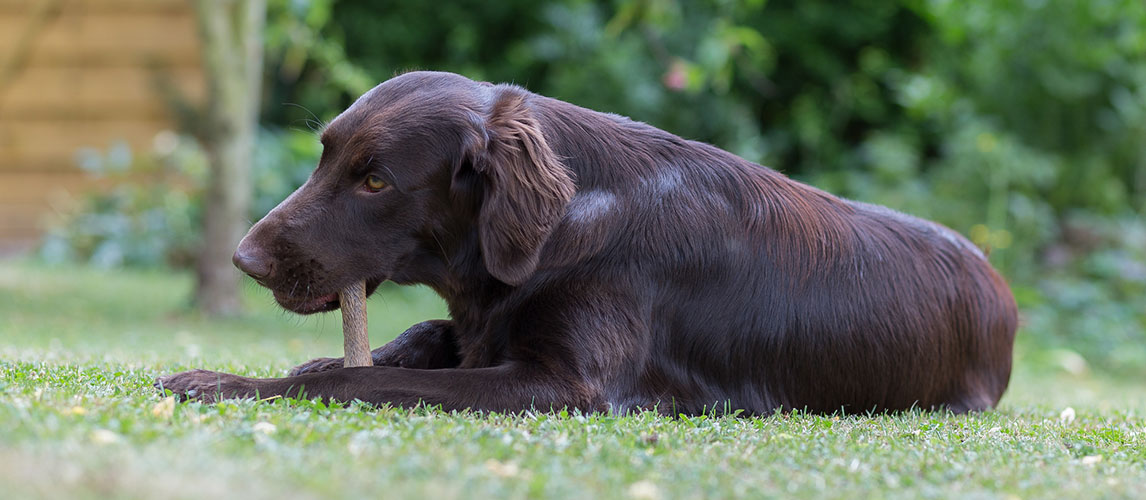 Best-Rawhide-for-Dogs-1