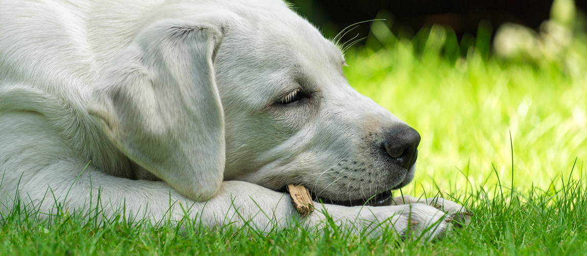 Best-Vegan-Dog-Treats