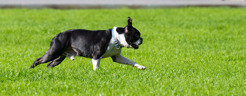 Boston Terrier running outside