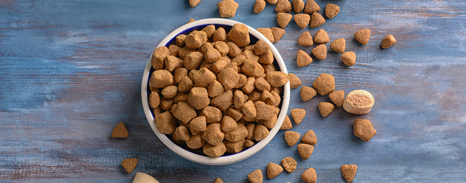 Bowl with dog food