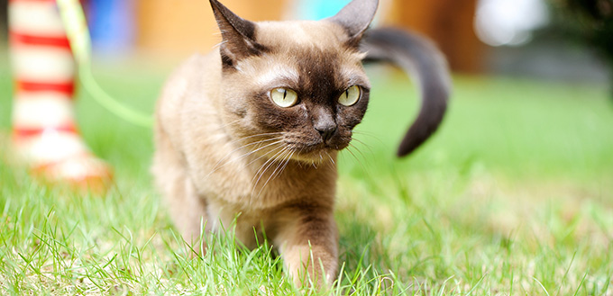 Burmese Cat