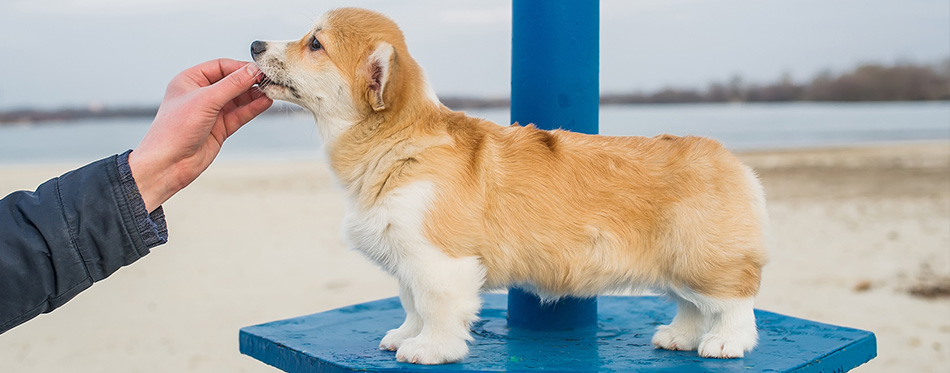 Corgi puppy eats from the owner's hands