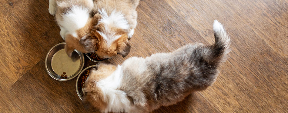 Cute puppies eating