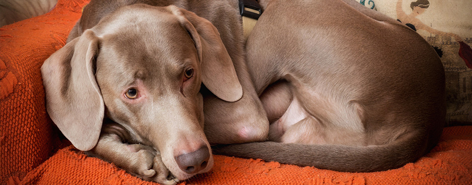 Cute weimaraner dog