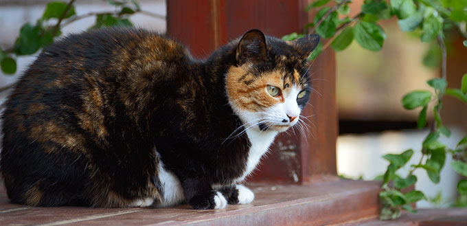 Cymric Cat sitting