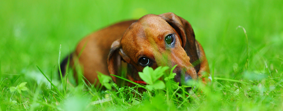 Dachshund eating in the grass