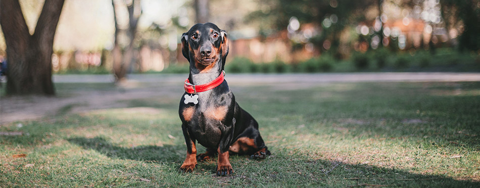 Dachshund sitting in the park