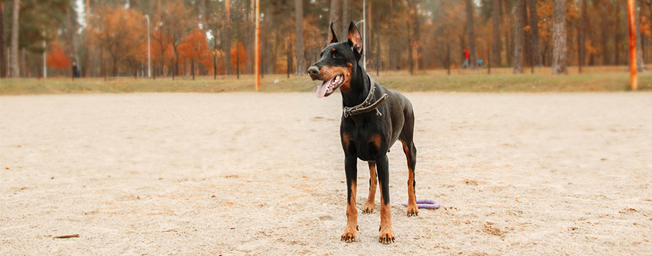 Doberman Pinscher in autumn park