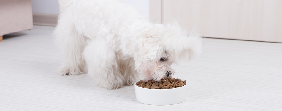 Dog eating dry food