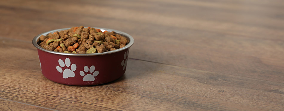 Dog food in a bowl