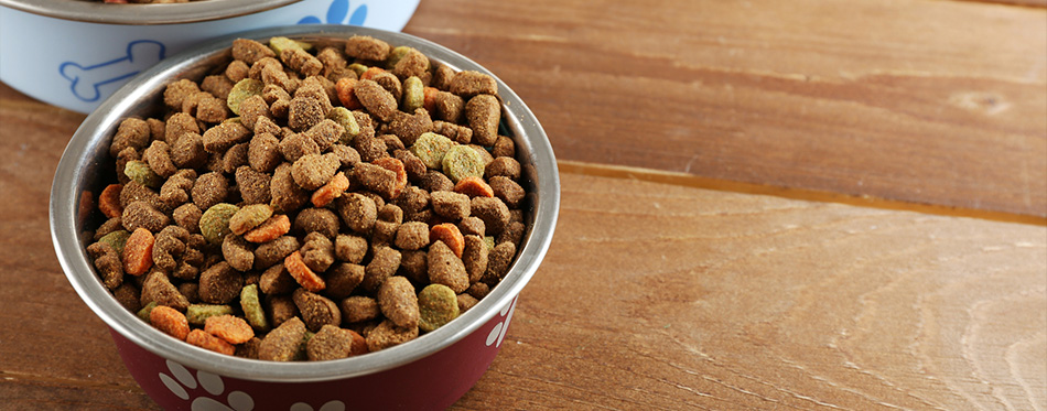 Dog food in bowls