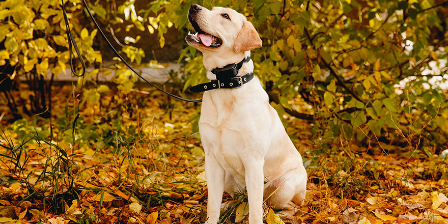 Beautiful Labrador dog wearing a shock collar outdoors.