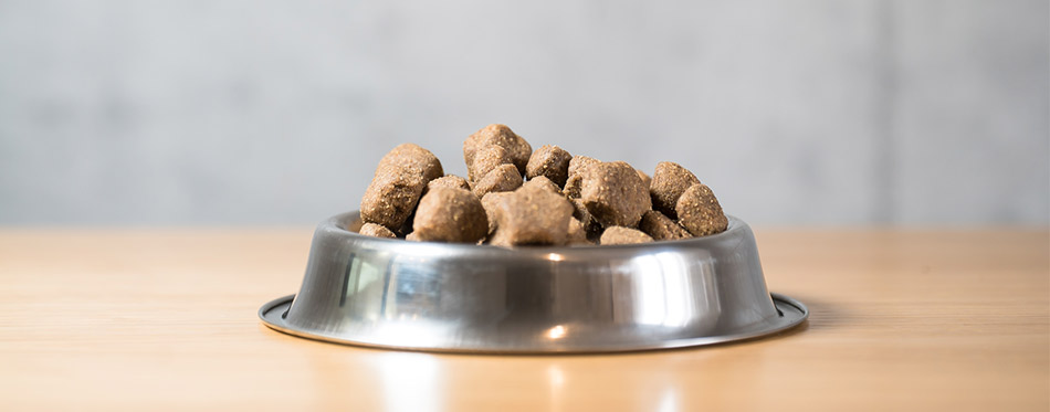 Dry dog food in bowl