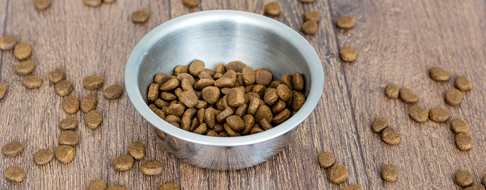 Dry dog food in bowl