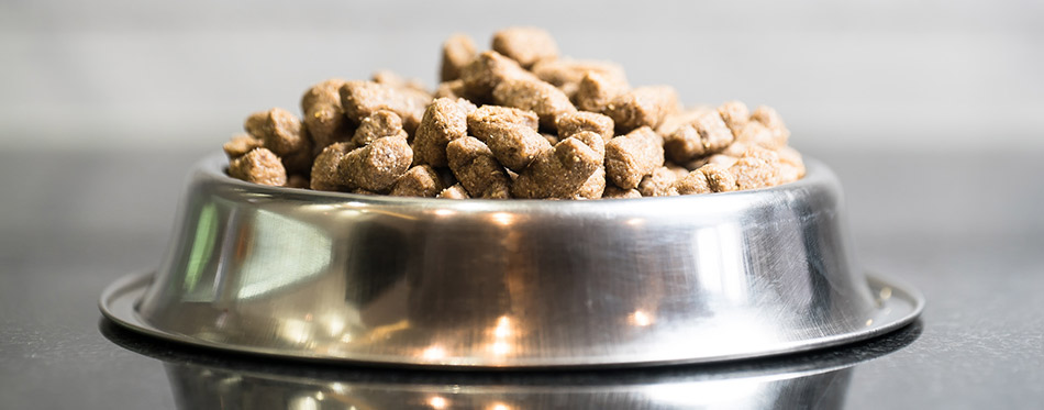 Dry dog food in bowl