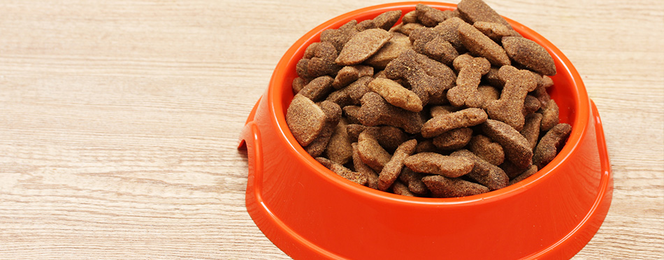 Dry dog food in orange bowl