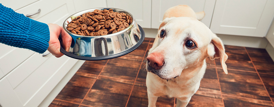 Feeding of hungry dog