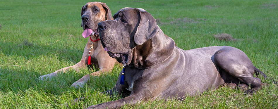 Great Dane purebeds that are laying on the grass