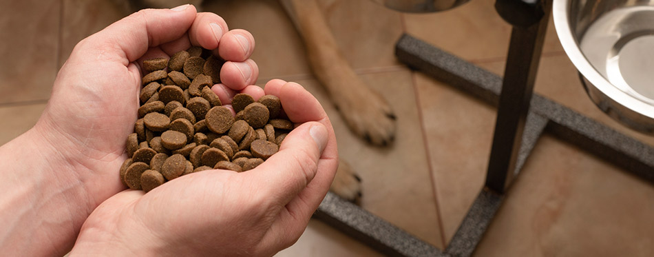 Hands holding dog food