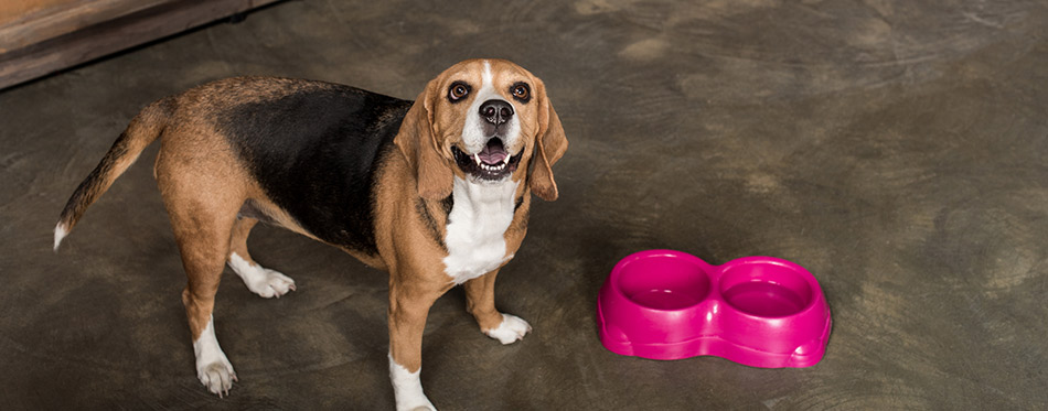 Hungry beagle dog